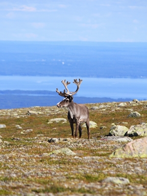 À la montagne