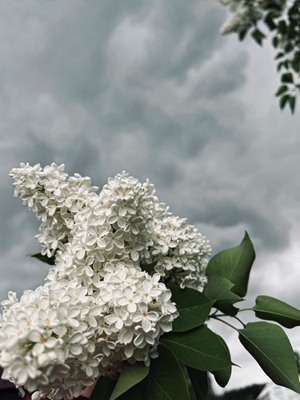 Lilas y nubes