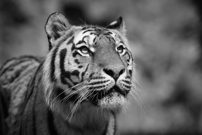 Tigre de Amur