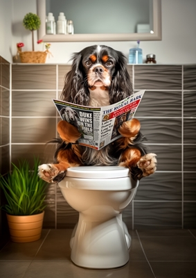 King Charles Spaniel on Toilet