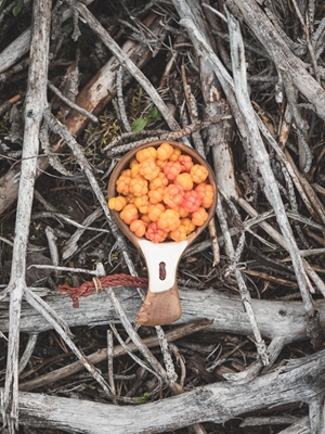 I lamponi, l'oro della foresta