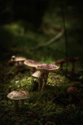 Mushrooms in a glade