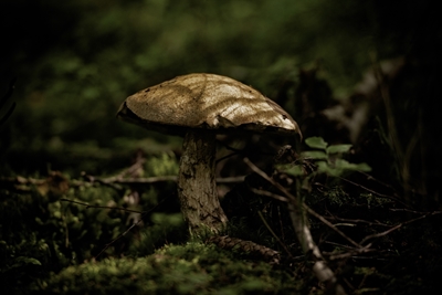 Champignons dans la forêt enchantée