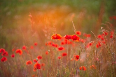 Champ de coquelicots au coucher du soleil