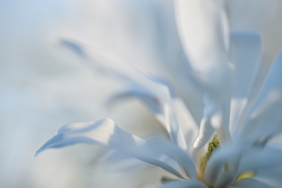 Dansende Magnolia i hvidt