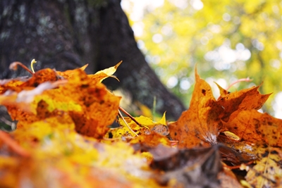 Hojas de otoño