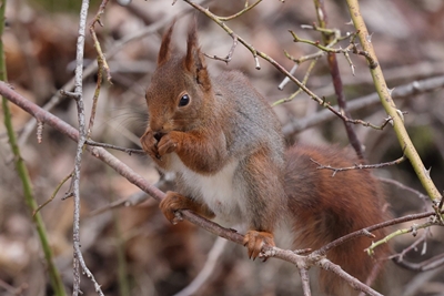 Red squirrel 