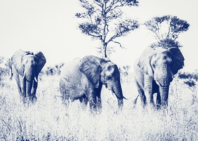 The Eternal Giants | Cyanotype