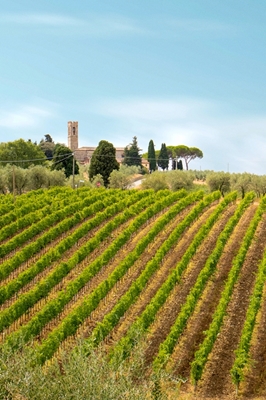 Arbustos de vinho na Toscana 