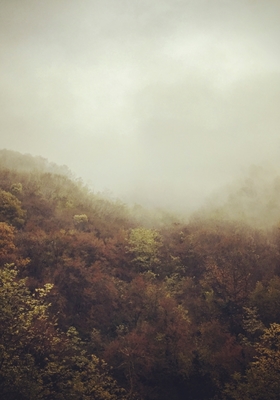 Nebbia d'autunno