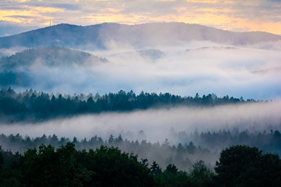 Bossen in de mist