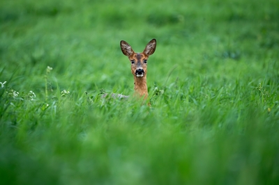 Corça em um prado verde!