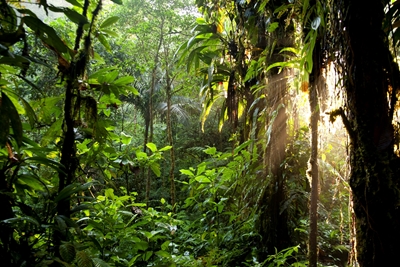 Lumière du soleil dans la jungle 