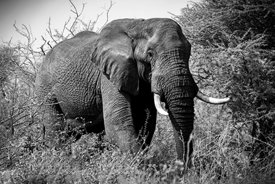 Elefante, preto e branco