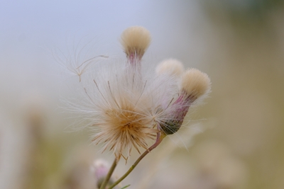 La fleur fanée