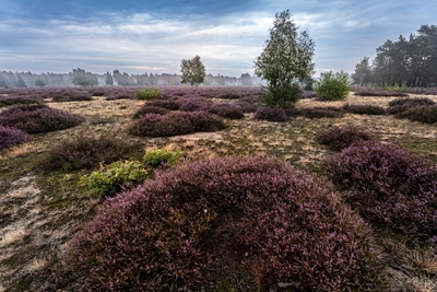 Blomstrende lyng i Øvre Lausitz