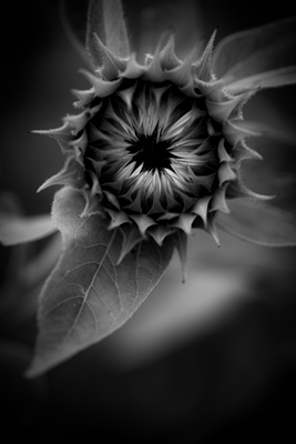 sunflower in black and white