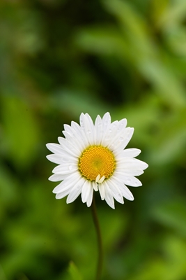 Stokrotka Oxeye