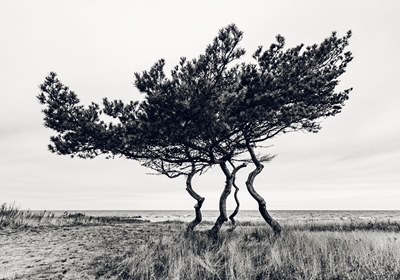 Arbre généalogique