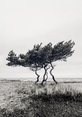 Arbre généalogique II