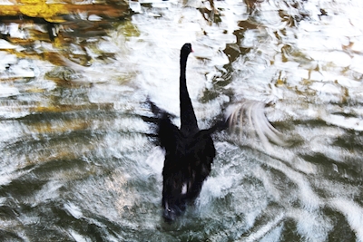 The swan