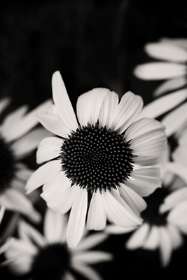 A white Coneflower in focus