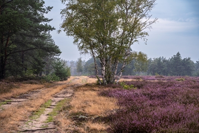 Blooming heathland