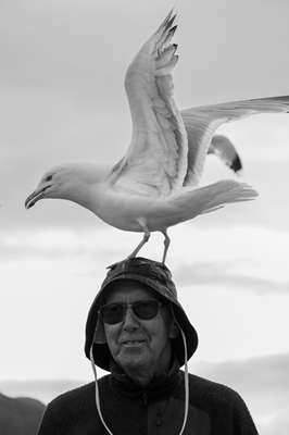 The captain and the seagull