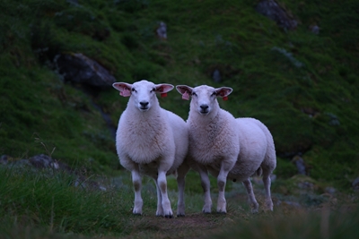 Lammebrødrene