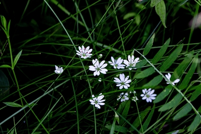 Nemorum van Stellaria