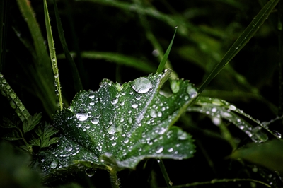 Après la pluie le 2