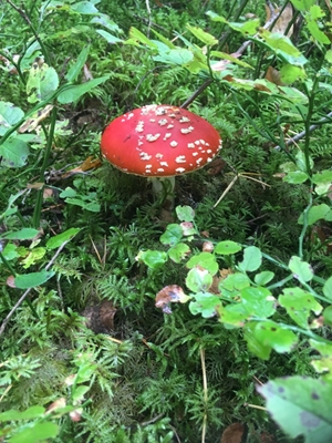 Gefleckter Fliegenpilz