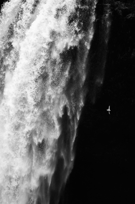 Bird against waterfall