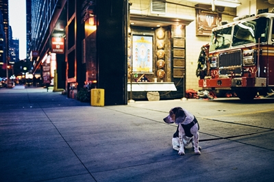 Hond in Manhattan