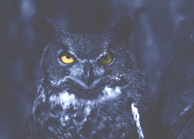 Owl at Night