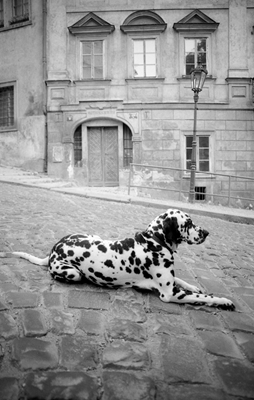 Dalmatian dog on cobblestone