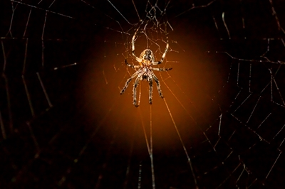 A cross spider in moon light