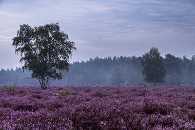 Blooming heathland 