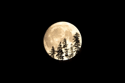 Full moon behind trees