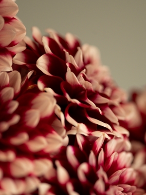 Donkere en stemmige dahlia's