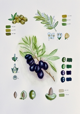 Vintage Botanical Olive