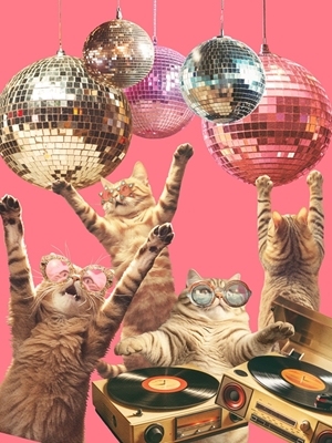 Katzen Disco