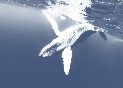  La baleine en bleu | Cyanotype