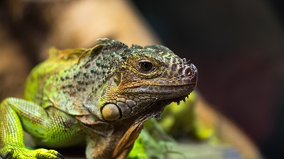 lizzard at zoo. Taken 2016