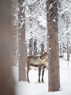 Rentier in Finnisch Lappland