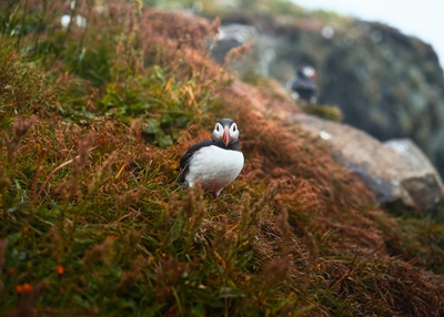 The Smiling Puffin