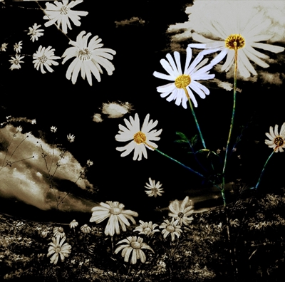 Marguerites 