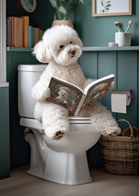 Bichon Frise på toilettet