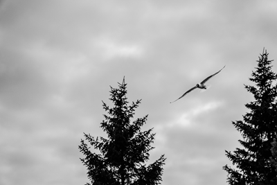 Les ailes immobiles de la nature