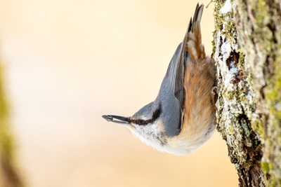 La posture de la sittelle